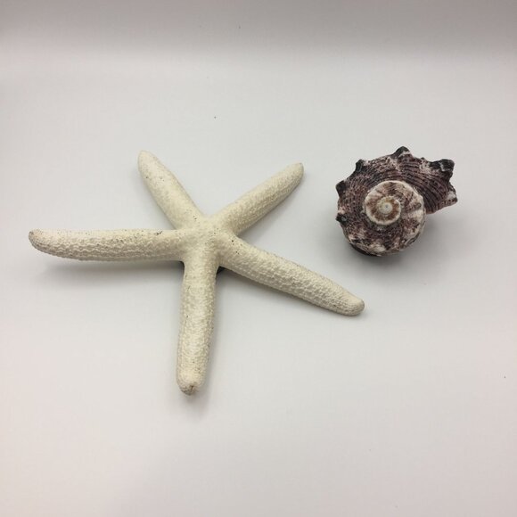 Vintage Set of 2 Seashell Magnets Starfish Sea Star Shell Hawaii Souvenir Fridge - Picture 1 of 10